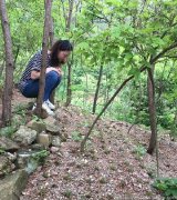 野生鐵皮石斛對人有害嗎能吃嗎